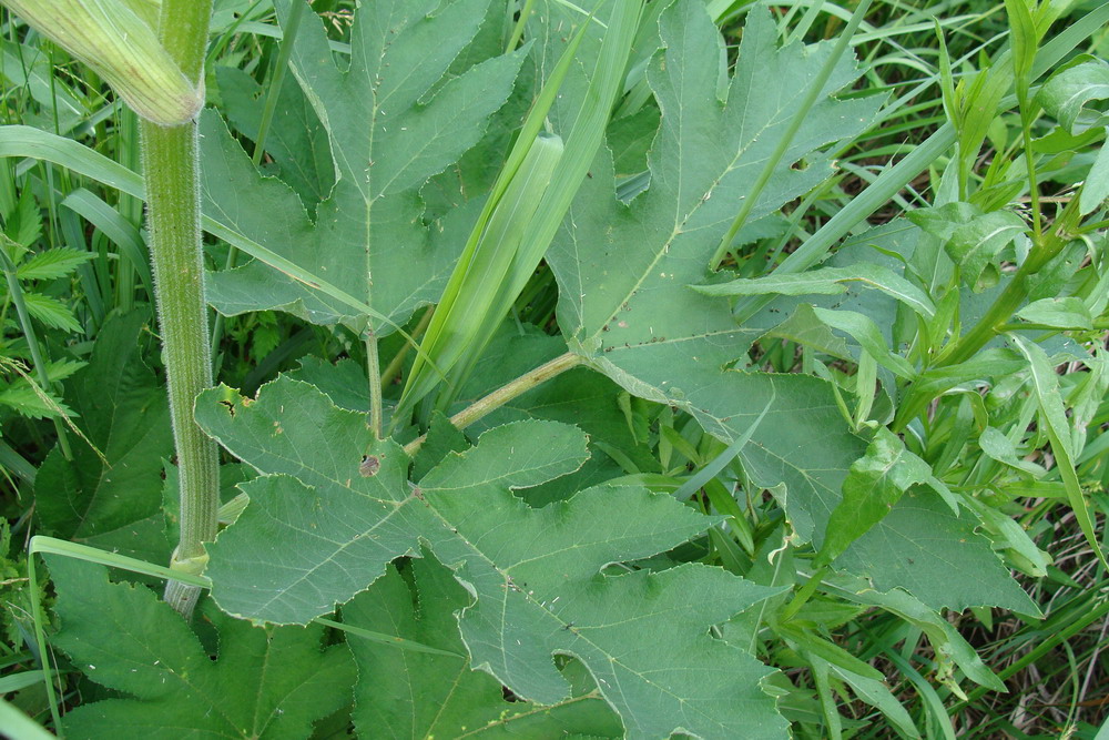 Изображение особи Heracleum dissectum.