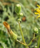 Sonchus arvensis. Верхушка побега с нераскрывшимися соцветиями. Украина, Херсонская обл., Скадовский район, о. Джарылгач. Август 2012 г.