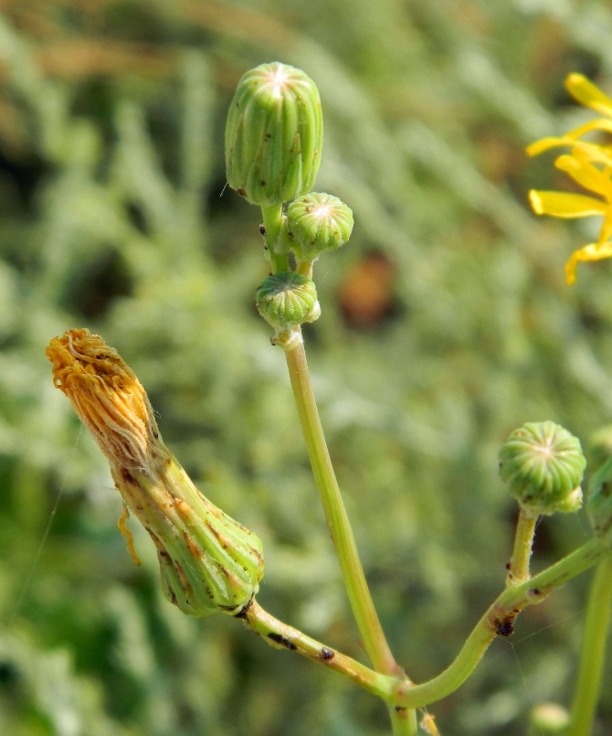 Изображение особи Sonchus arvensis.