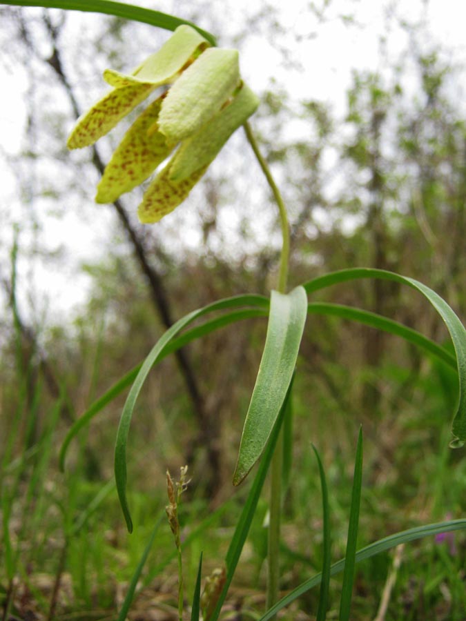 Image of Fritillaria sonnikovae specimen.