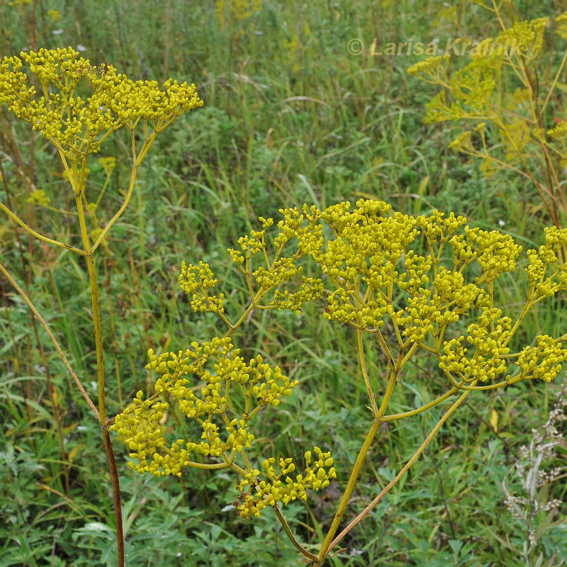 Image of Patrinia scabiosifolia specimen.