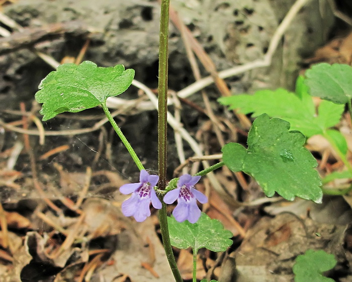 Изображение особи Glechoma hederacea.