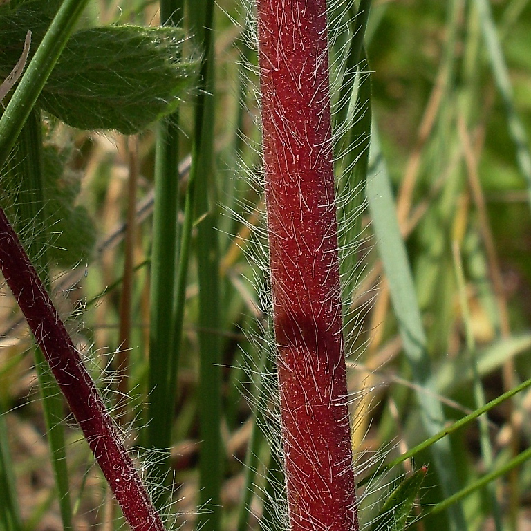 Image of Potentilla recta specimen.