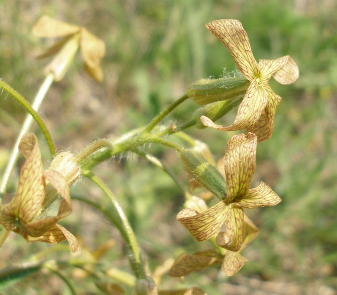 Изображение особи Hesperis tristis.