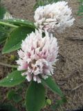 Trifolium pratense
