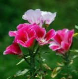 Clarkia amoena