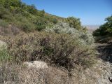 Astragalus caucasicus