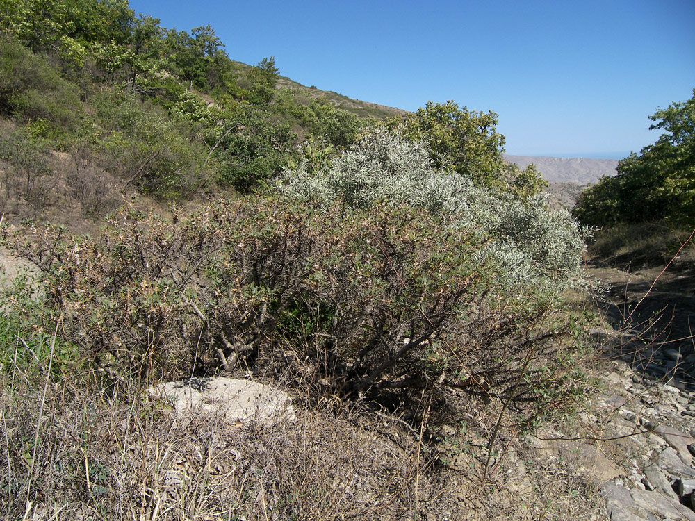 Изображение особи Astragalus caucasicus.