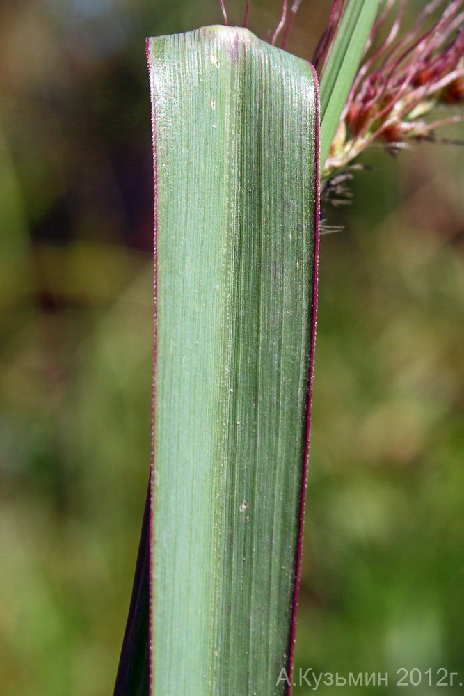 Image of Echinochloa crus-galli specimen.