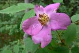 Rosa acicularis. Цветок. Свердловская область, городской округ Верхняя Пышма, окрестности с. Мостовское. 11.06.2012.