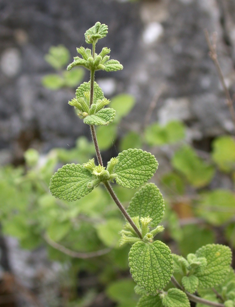 Изображение особи Ballota saxatilis.