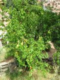 Prunus cerasifera. Плодоносящее дерево. Испания, Каталония, Жирона, Тосса-де-Мар, верхняя часть города. 24.06.2012.