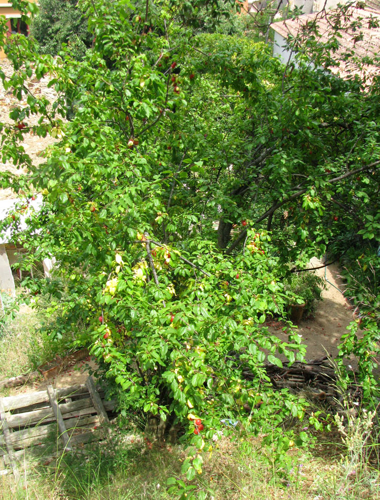 Image of Prunus cerasifera specimen.