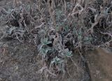 Helichrysum arenarium. Вегетативные побеги. Дагестан, окр. г. Махачкала, бархан Сарыкум. 14.09.2012.