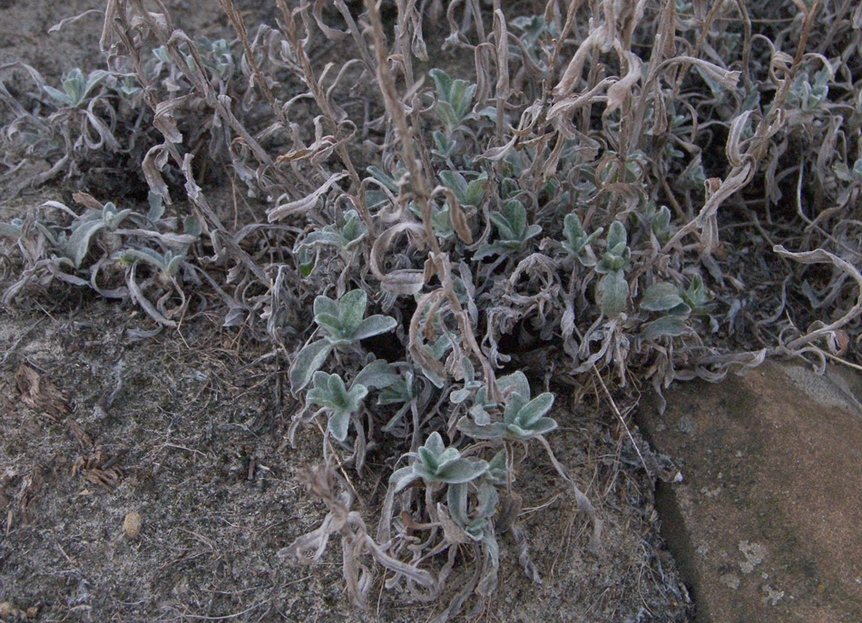 Изображение особи Helichrysum arenarium.