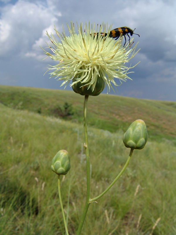 Изображение особи Rhaponticoides taliewii.