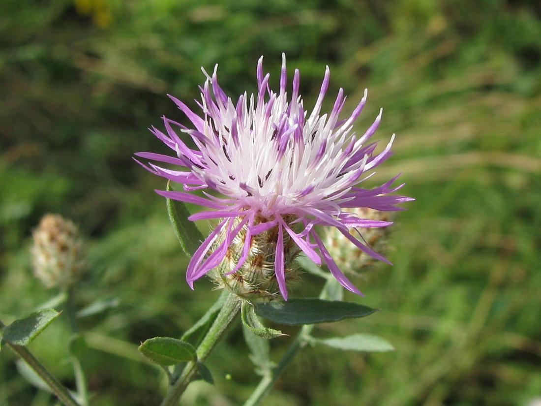 Image of Centaurea biebersteinii specimen.
