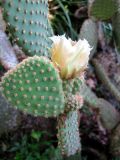 Opuntia microdasys