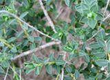 Euphorbia hierosolymitana. Побеги. Израиль, Северный Негев, лес Лаав. 05.02.2013.