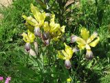 Iris variegata