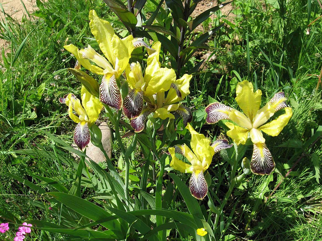 Изображение особи Iris variegata.