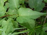 Solanum kitagawae