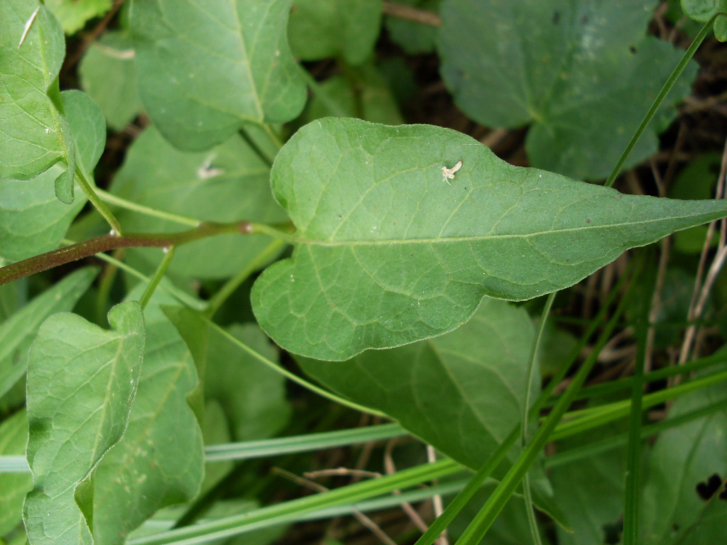 Изображение особи Solanum kitagawae.