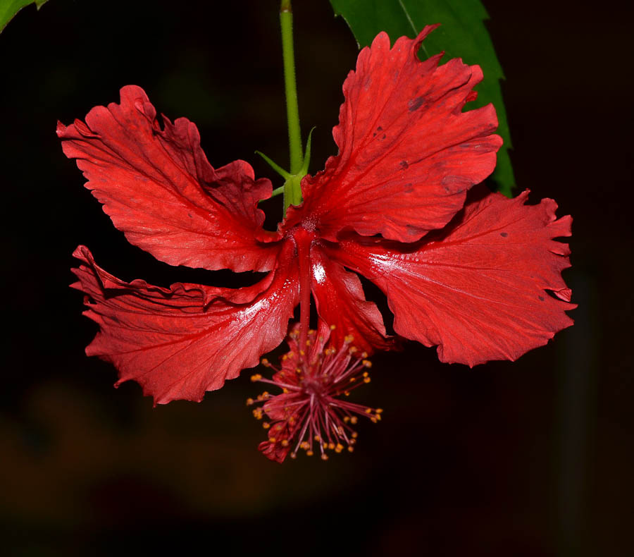 Изображение особи Hibiscus rosa-sinensis.