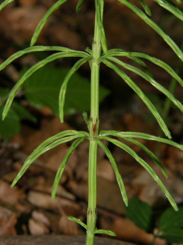 Image of Equisetum arvense specimen.