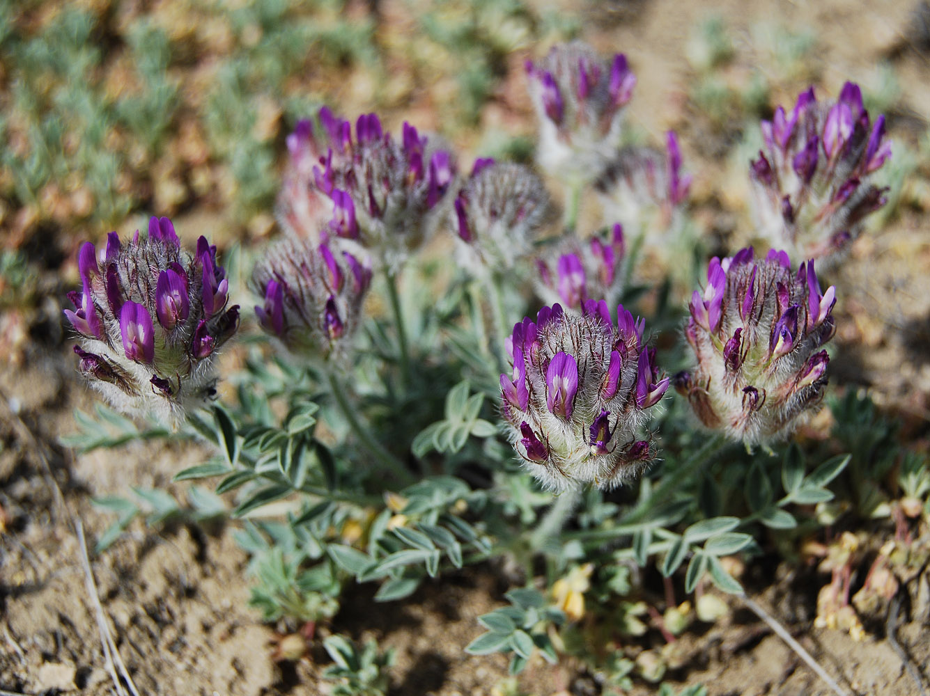 Image of Astragalus laguroides specimen.