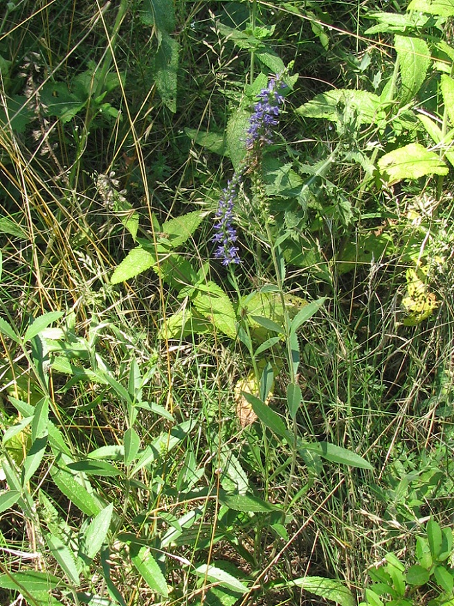 Image of Veronica spicata specimen.