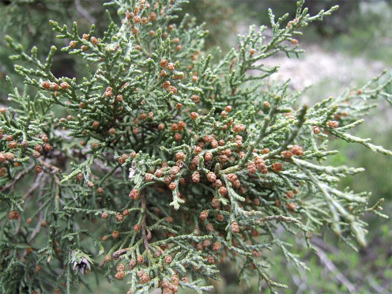 Image of Juniperus polycarpos specimen.