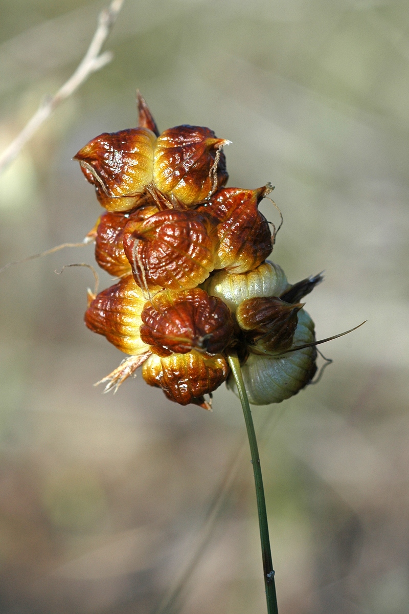 Изображение особи Carex physodes.