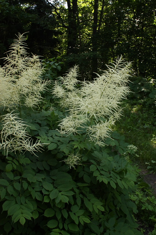 Image of Aruncus sylvestris specimen.