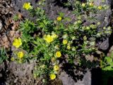 Potentilla argentea