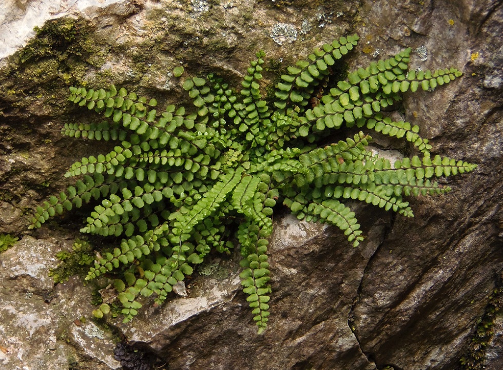 Изображение особи Asplenium trichomanes.