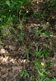 genus Ranunculus