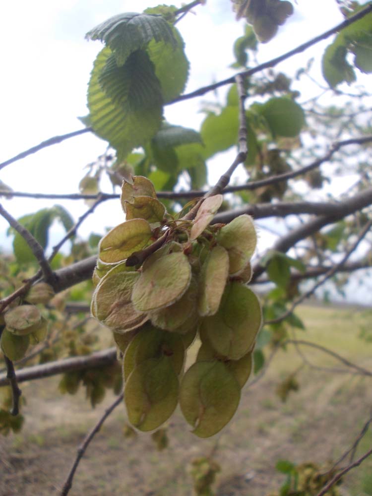 Изображение особи Ulmus laevis.