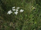 Gongylosciadium falcarioides