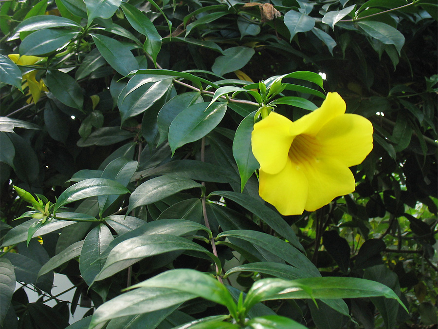 Изображение особи Allamanda cathartica.