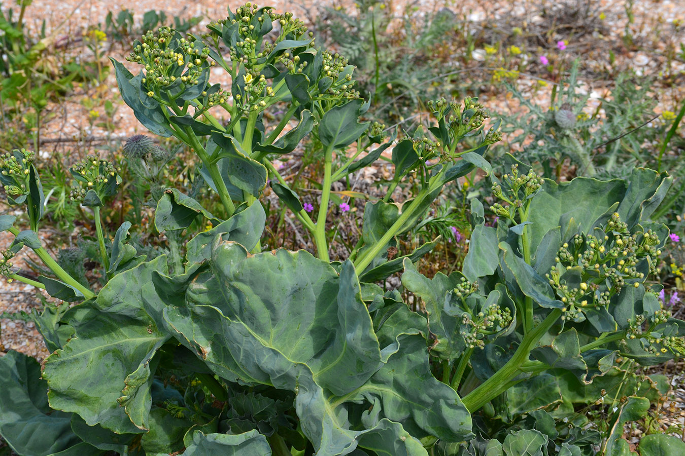 Image of Crambe maritima specimen.