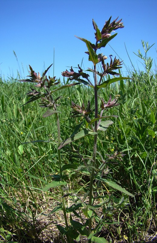 Изображение особи Odontites vulgaris.