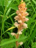 Orobanche alsatica. Соцветие. Новосибирская обл., Искитимский р-н, окр. пгт Линёво, берёзовый лес. 27 июля 2013 г.