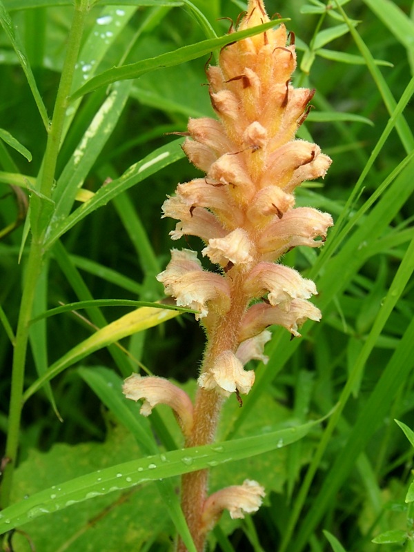 Изображение особи Orobanche alsatica.