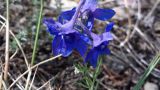 Delphinium grandiflorum