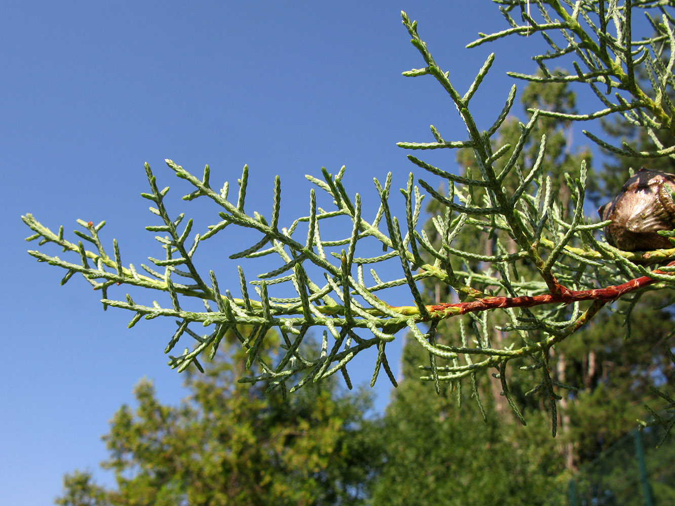 Image of Cupressus arizonica specimen.