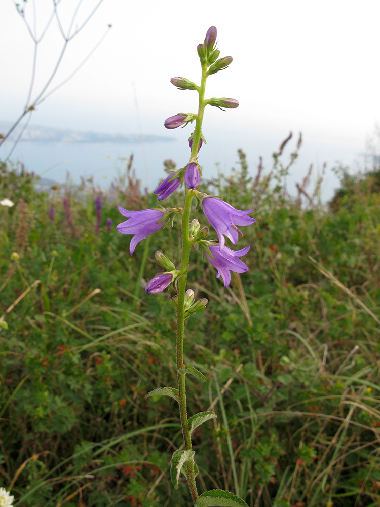 Image of Campanula ruthenica specimen.