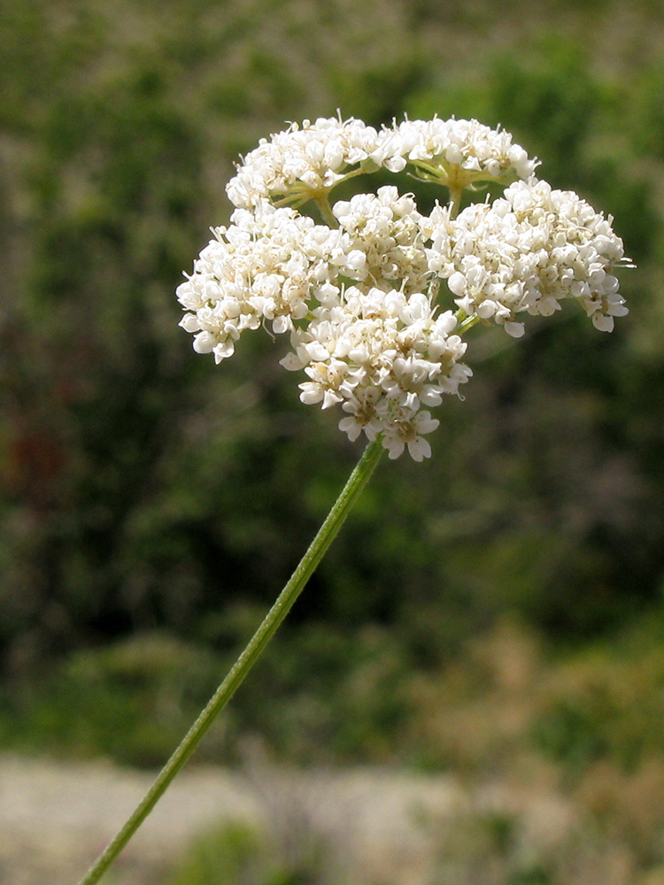 Изображение особи Pimpinella tragium.