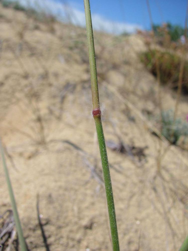 Изображение особи Bromopsis korotkiji.