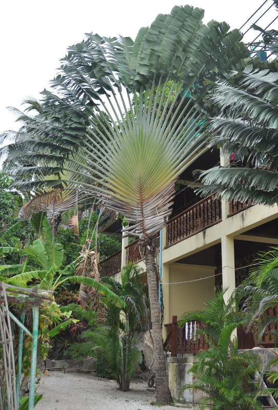 Изображение особи Ravenala madagascariensis.